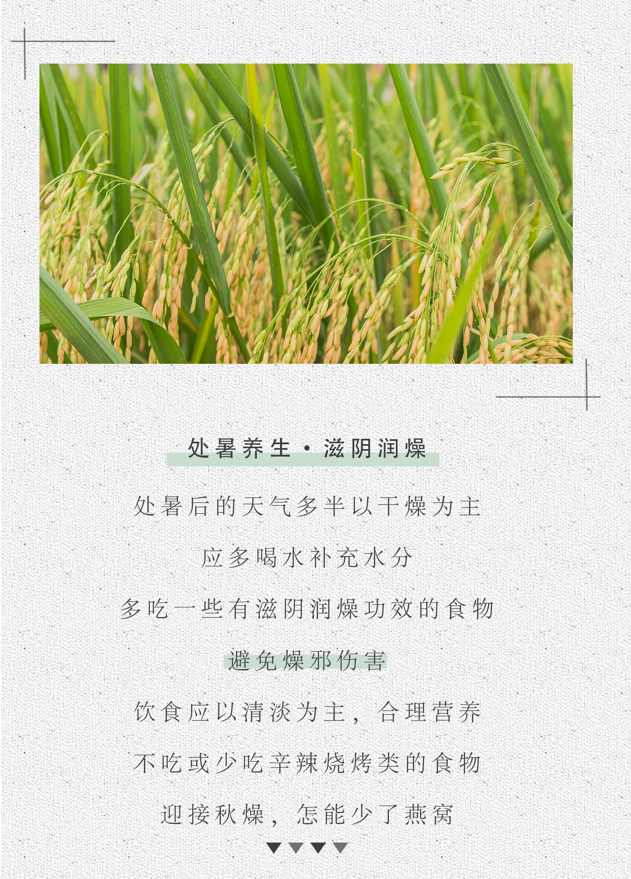 处暑_06.jpg